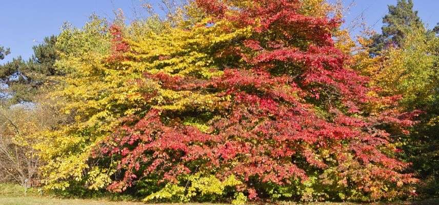 Ironwood Tree in Autumn