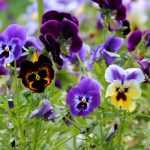 Pansies: cultivation, sowing, planting and maintenance