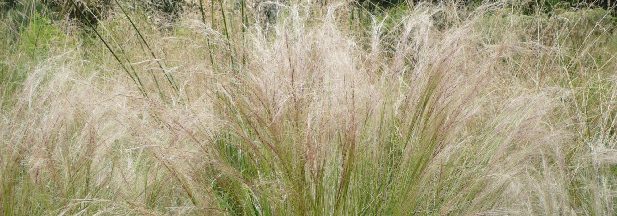 Stipa, Angel hair: planting, pruning, care