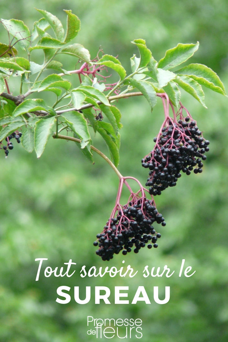 Elderberry - Everything You Need to Know