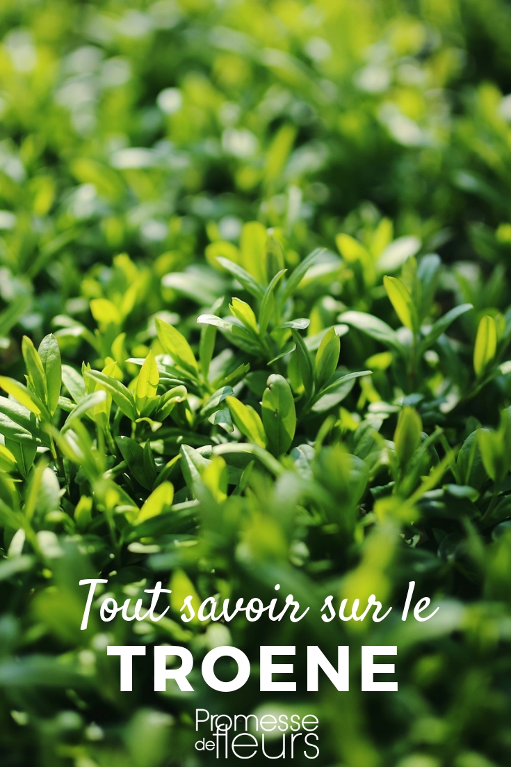 Privet - Ligustrum - Everything You Need to Know