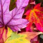 Most beautiful trees and bushes with autumn colouring