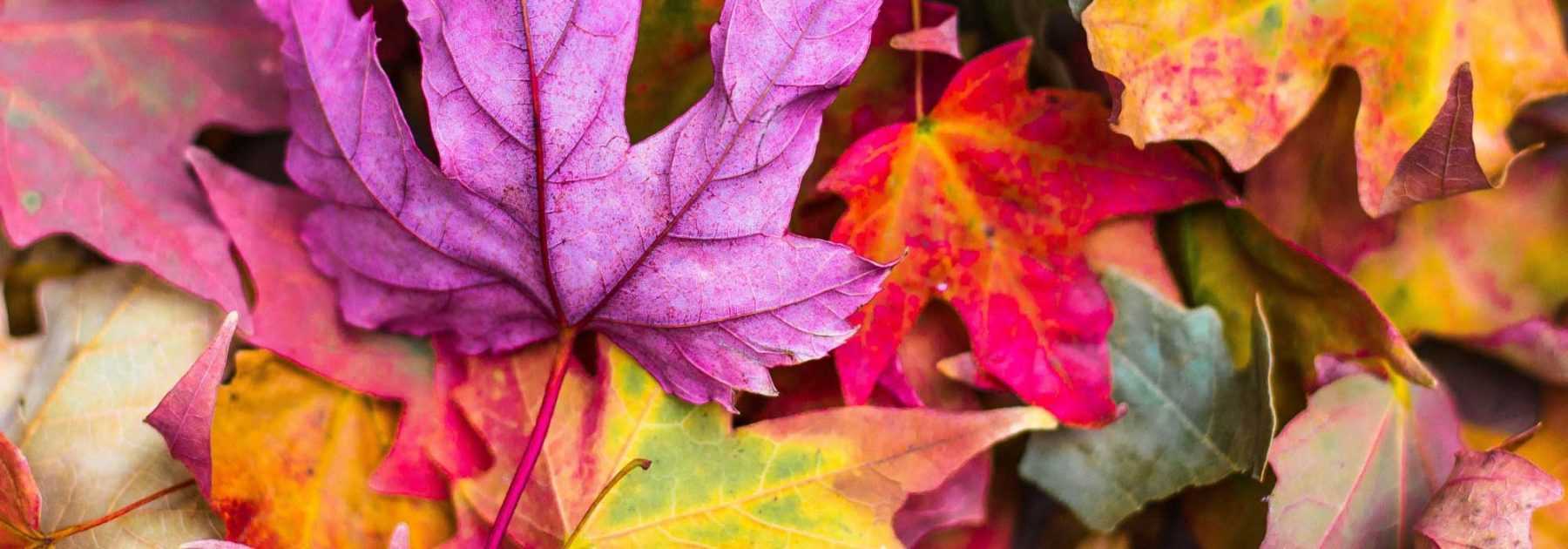 Most beautiful trees and bushes with autumn colouring