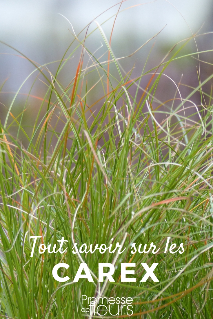 Everything You Need to Know About Carex