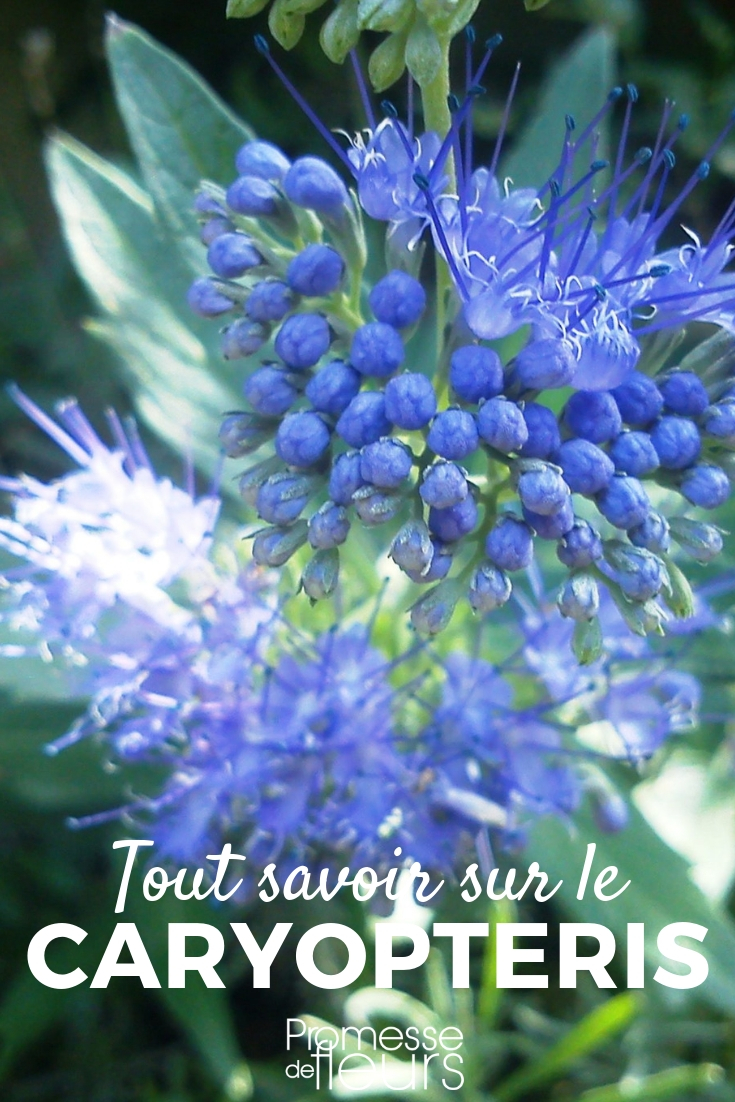 Caryopteris, bluebeard
