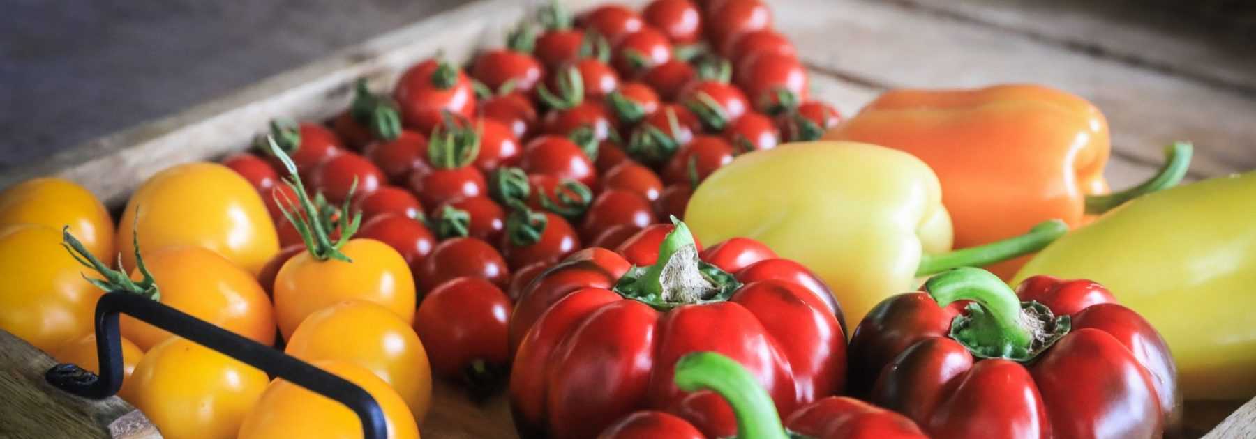 How to ripen the last fruits and vegetables from the vegetable garden
