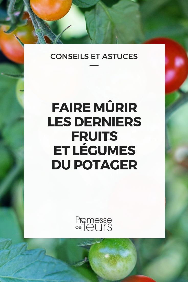 Ripening Your Fruits and Vegetables