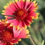 Gaillardia: planting, sowing, maintenance