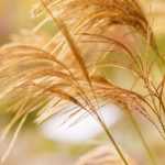 10 ornamental grasses you should have in your garden