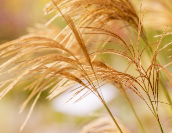 10 ornamental grasses you should have in your garden