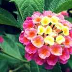 Lantana: planting, cutting, maintenance