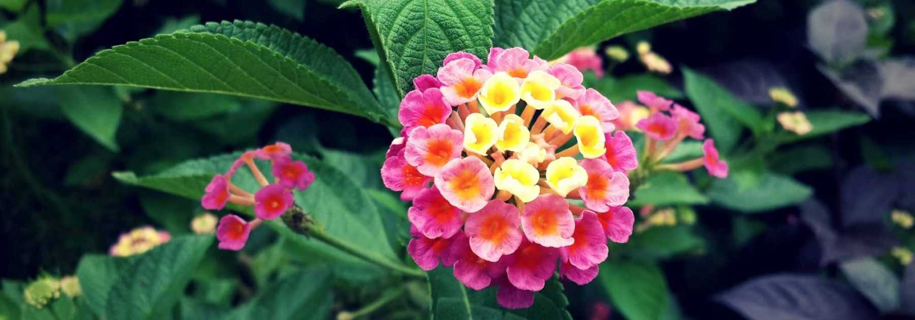 Lantana: planting, cutting, maintenance