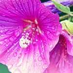 Lavateras, shrubby and annual: planting, sowing, pruning, maintenance