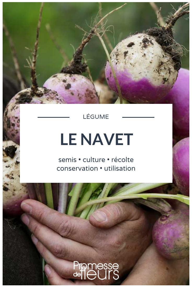 Turnip: Sowing, Cultivation, and Maintenance in the Vegetable Garden