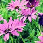 Osteospermum : planting, pruning, maintenance