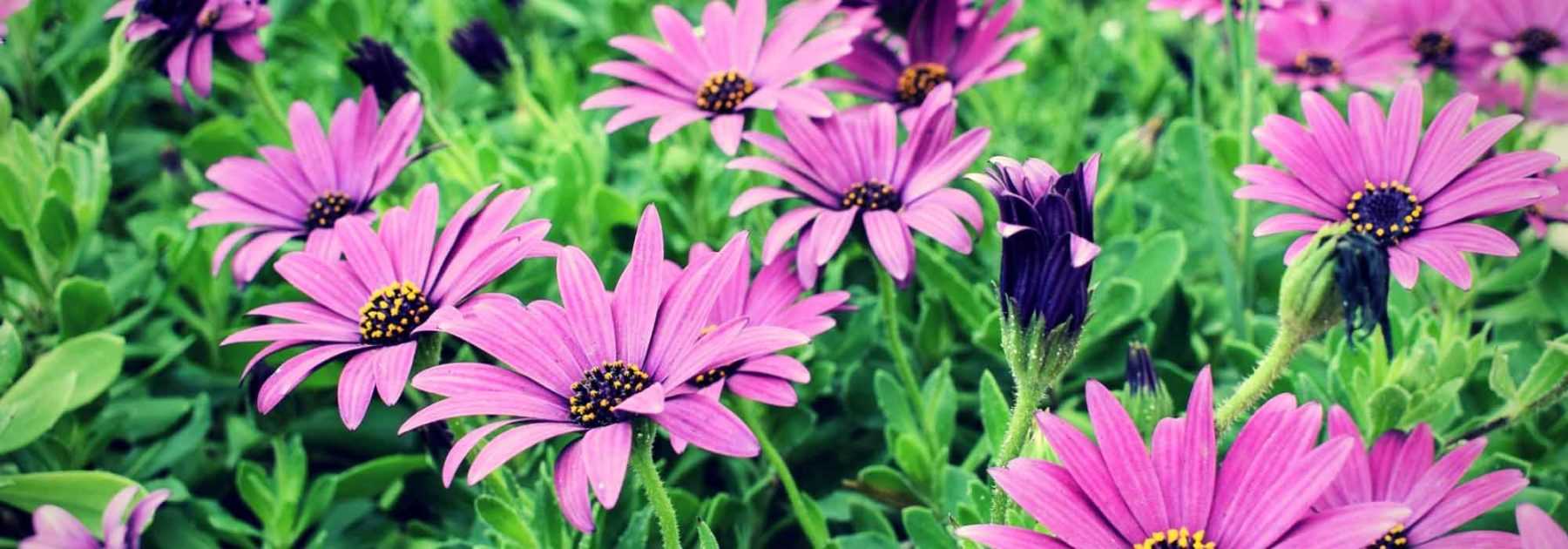 Osteospermum : planting, pruning, maintenance
