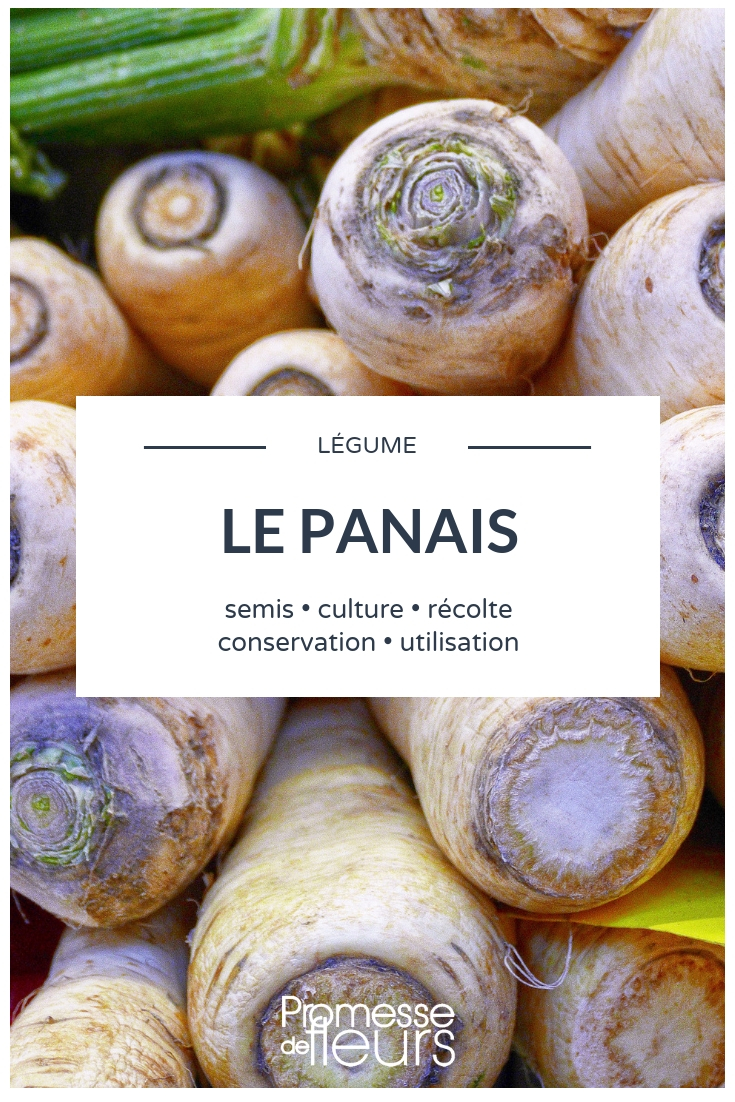 Parsnip - Sowing, Cultivation, and Maintenance in the Vegetable Garden Growing Parsnips in the Vegetable Garden
