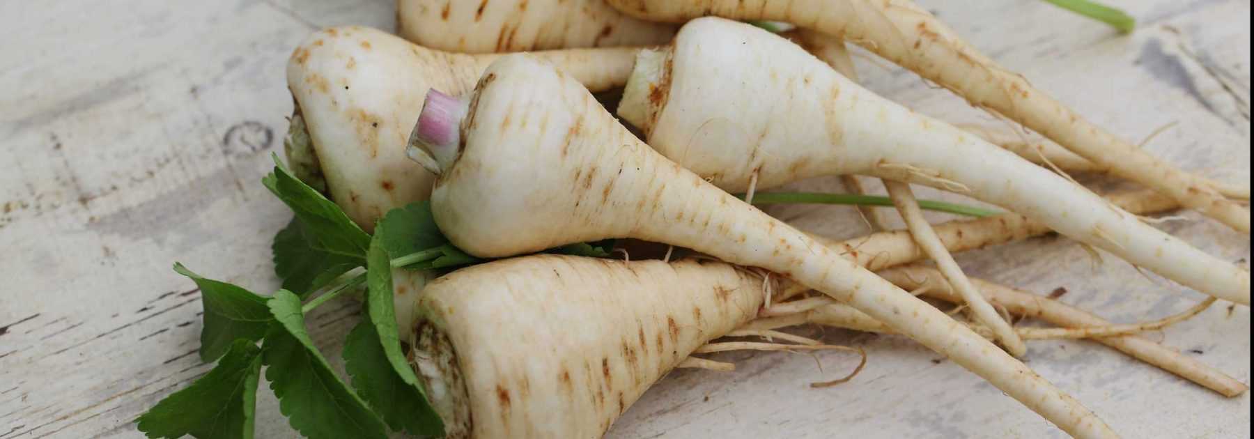 Parsnip: sowing, growing, harvesting, storing