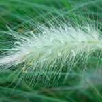 Pennisetum - herb aux écouvillons : planting, pruning, maintenance