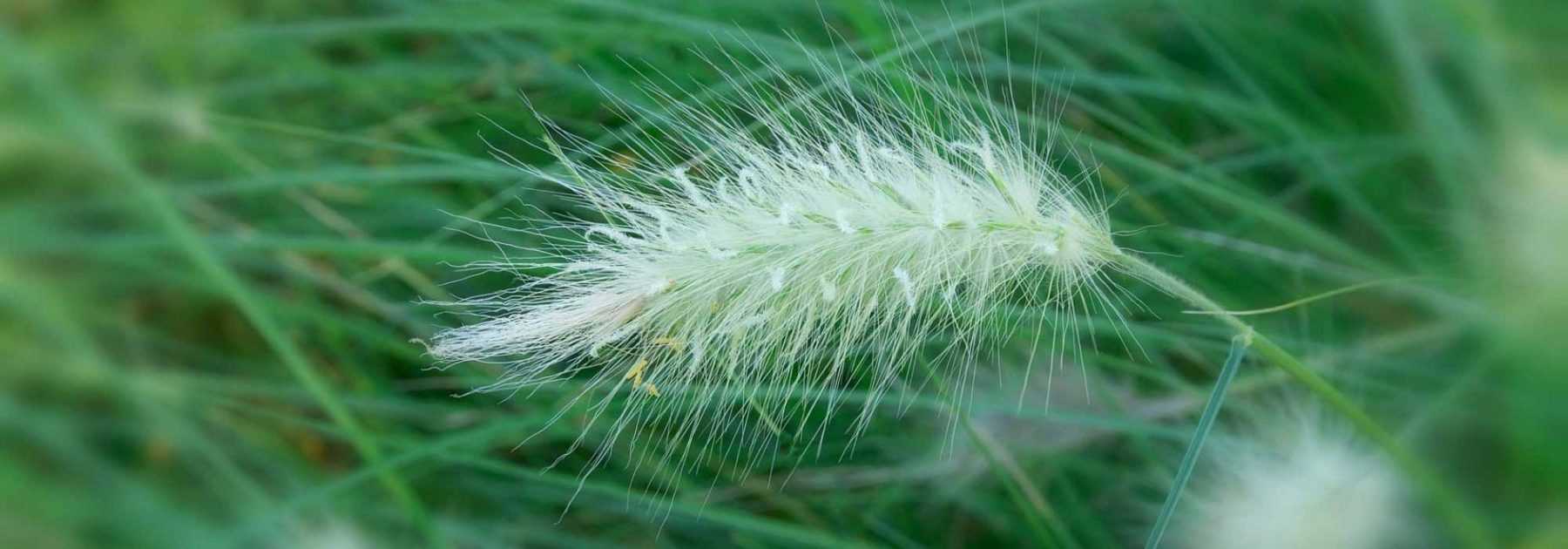 Pennisetum - Fountain Grass: Planting, Pruning, Care