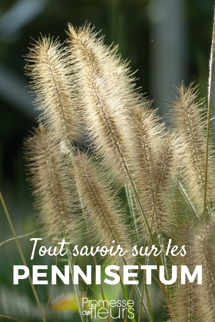 Pennisetum: Everything You Need to Know