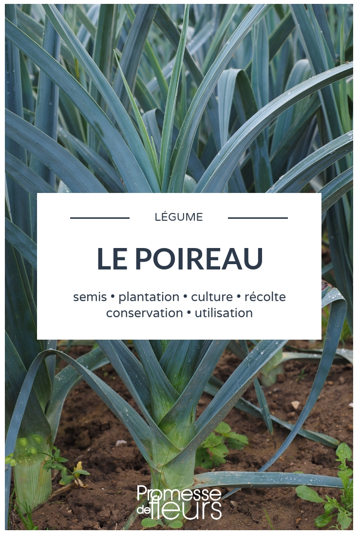 Leek: Sowing, Cultivation, and Maintenance in the Vegetable Garden Leek Cultivation, Sowing, and Planting