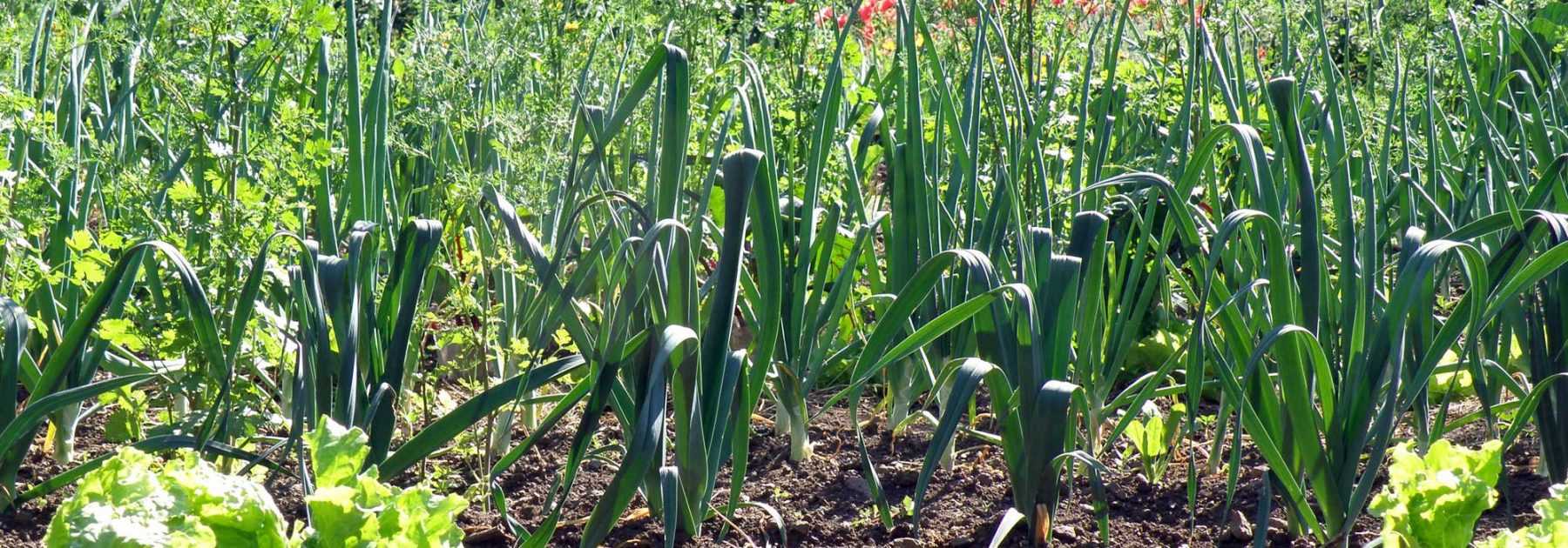 Leeks: sowing, planting, growing, harvesting
