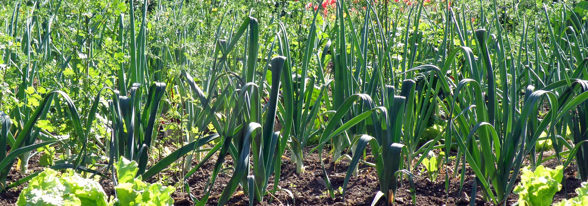 Leeks: sowing, planting, growing, harvesting