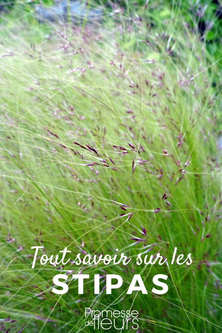 Stipa: Everything You Need to Know
The genus Stipa, a group of ornamental grasses, is highly valued in garden design for its elegant and feathery plumes. These grasses, often referred to as feather grasses, add texture, movement, and a soft, wispy quality to landscapes. In this article, we'll explore the various aspects of Stipa, including its cultivation, care, and ideal planting companions.
### Characteristics of Stipa
Stipa species are known for their slender, arching leaves and tall, airy flowering stalks that sway gracefully in the breeze. These grasses can vary in height, with some varieties reaching up to 2 meters, making them excellent choices for a striking vertical element in gardens.
### Planting Stipa
To thrive, Stipa requires well-drained soil and a sunny location. These grasses are drought-tolerant once established, making them suitable for xeriscaping and low-water garden designs. Planting can be done in spring or autumn, depending on your climate zone.
### Care and Maintenance
Stipa is relatively low-maintenance. Watering should be moderate until the plants are established. Afterward, natural rainfall will often suffice. Annual feeding with a balanced fertilizer can help promote lush growth. In late winter, before new growth starts, cut back the old foliage to ground level to keep the plants looking tidy.
### Companion Plants
Stipa pairs beautifully with other drought-tolerant plants such as lavender ({Lavandula}), Russian sage ({Perovskia}), and coneflowers ({Echinacea}). These companions help create a cohesive, low-maintenance garden that thrives in dry conditions.
### Conclusion
Stipa grasses are a superb addition to any garden, offering elegance, height, and a sense of movement. With minimal care, these grasses can provide year-round interest and blend well with various other plants, making them versatile choices for diverse garden designs. Whether you are creating a new garden or enhancing an existing one, consider Stipa for its undeniable charm and ease of care. Stipa, Angel Hair: Everything You Need to Know