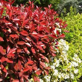 Hedge bushes: bare roots, clumps, buckets, potted bushes... what to choose?