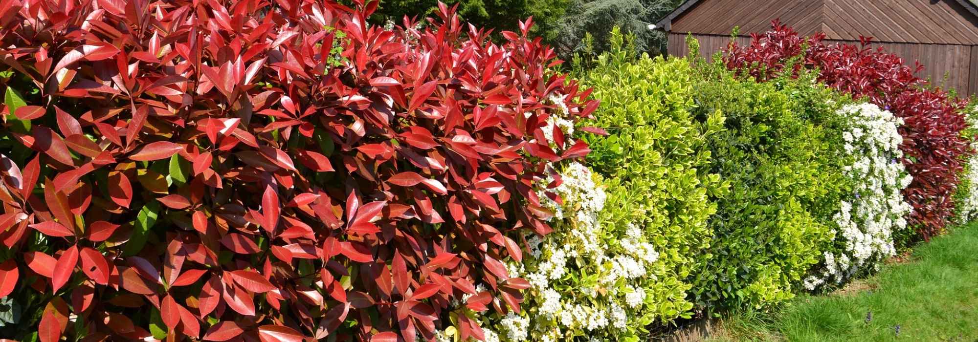 Hedge bushes: bare roots, clumps, buckets, potted bushes... what to choose?