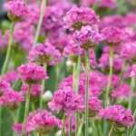 <em>Armeria</em>, Spanish thrift: to plant, to grow, to care for