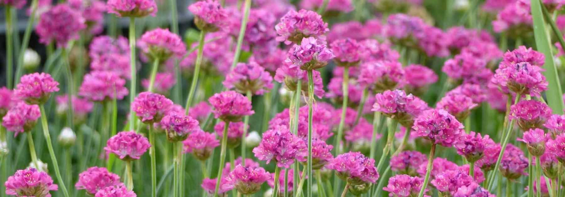 <em>Armeria</em>, Spanish thrift: to plant, to grow, to care for