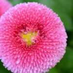 Daisy, *bellis perennis*: to plant, to sow and to grow