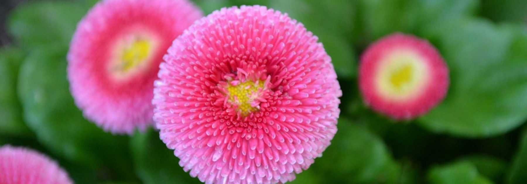 Daisy, *bellis perennis*: to plant, to sow and to grow