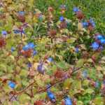 *Ceratostigma*, *Chinese plumbago*: plant, prune and maintain