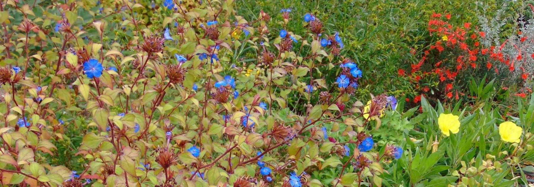 *Ceratostigma*, *Chinese plumbago*: plant, prune and maintain