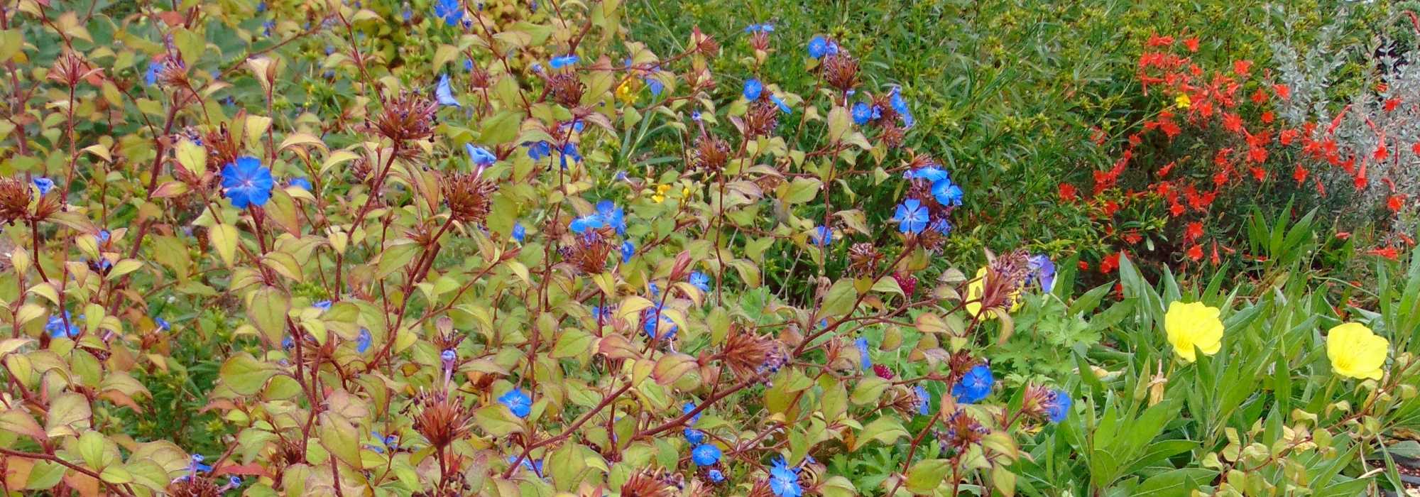 <em>Ceratostigma</em>, Chinese plumbago: planting, pruning and care