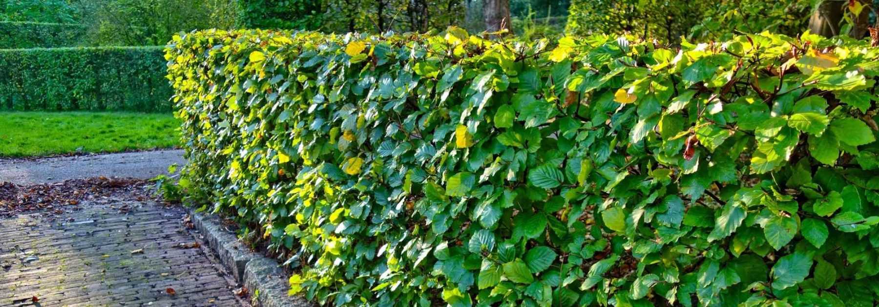 How to plant a hedge