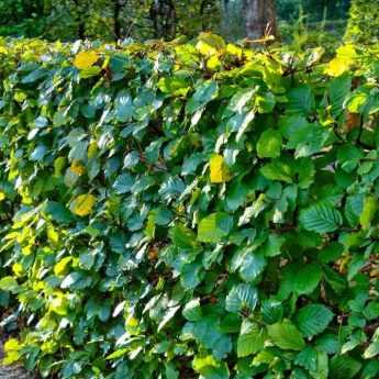 How to plant a hedge
