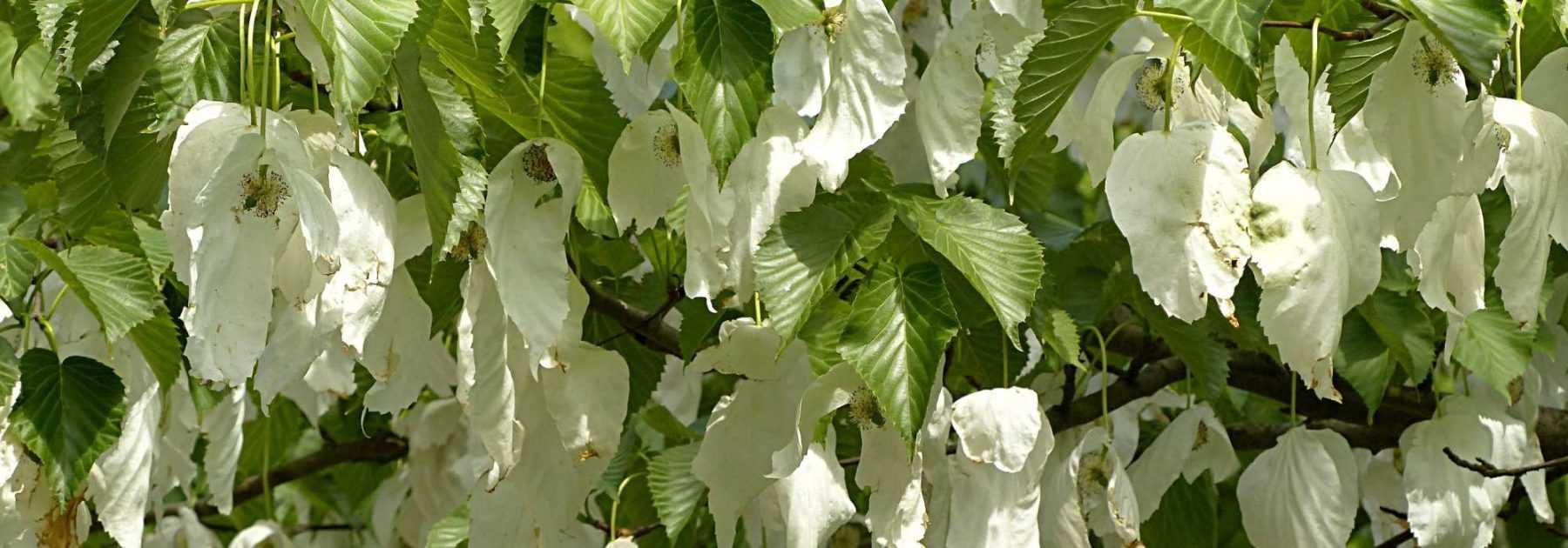 Handkerchief tree, <em>Davidia</em>: planting, pruning, care