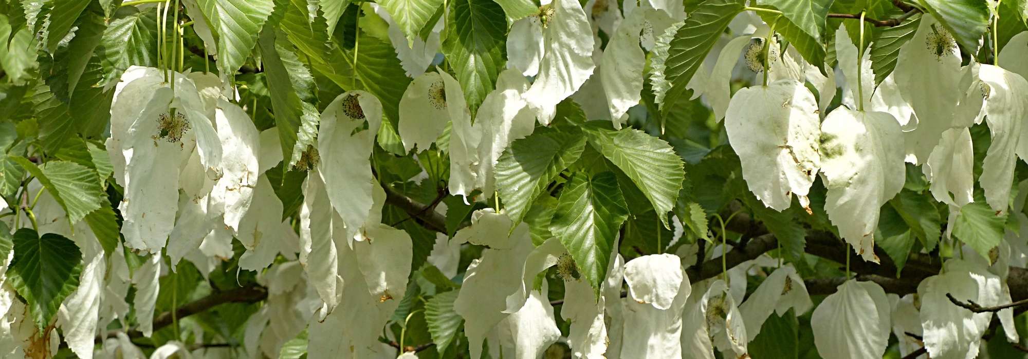 Handkerchief tree, <em>Davidia</em>: planting, pruning, care