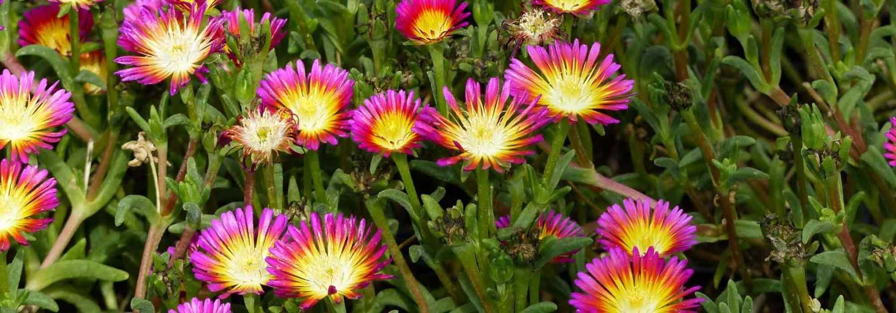 <em>Delosperma</em>, perennial purslane: plant and grow