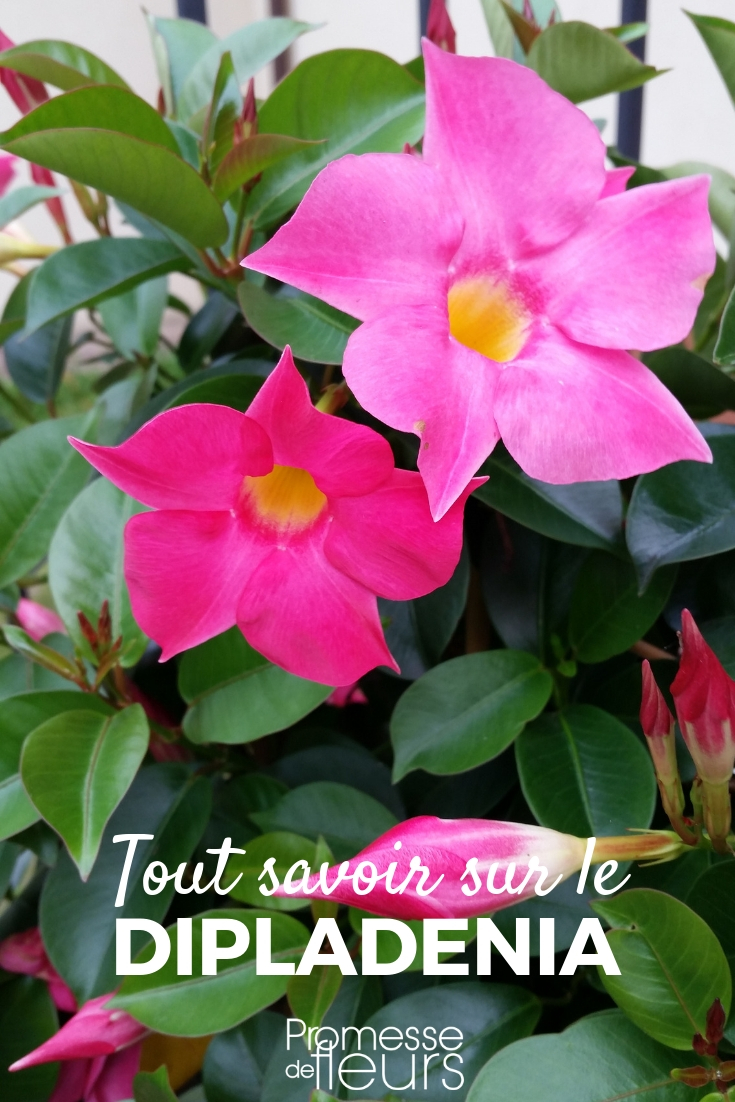 Dipladenia - Planting, Cultivating, Maintaining Dipladenia: Planting, Cultivation, Maintenance