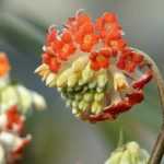 <em>Edgeworthia chrysantha</em>, paperbush: planting and care