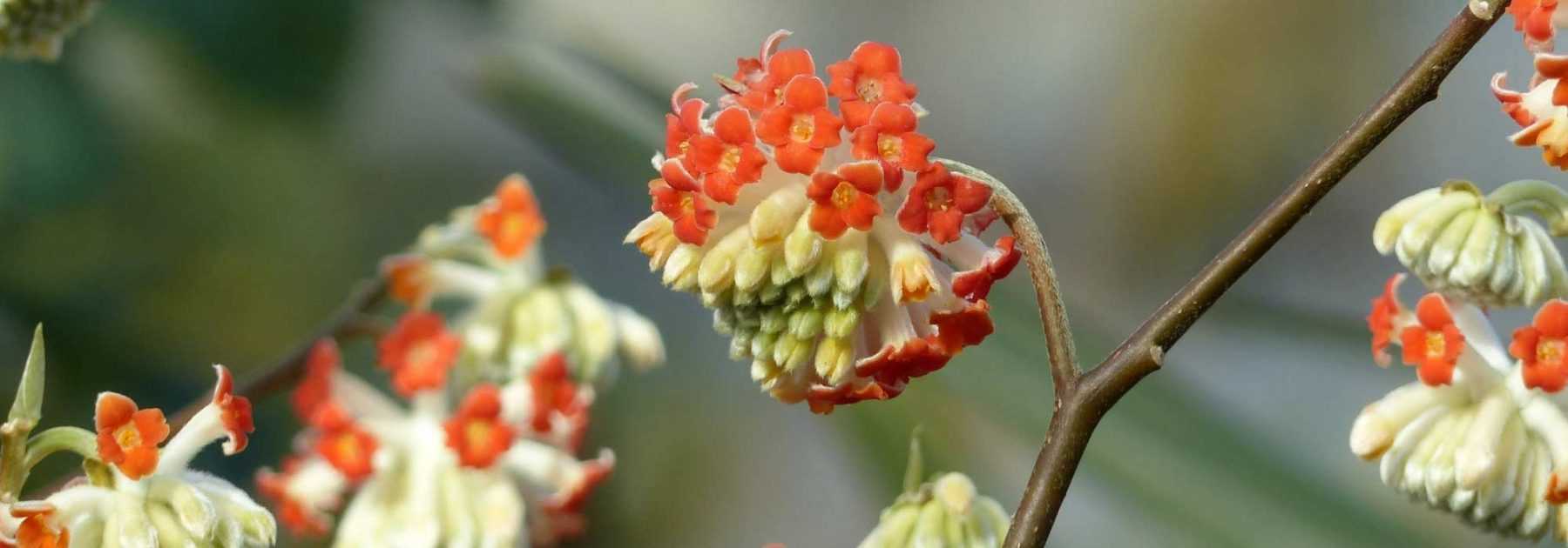 <em>Edgeworthia chrysantha</em>, paperbush: planting and care