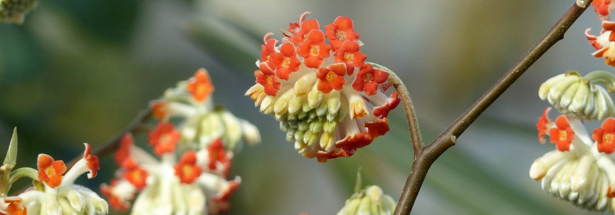 <em>Edgeworthia chrysantha</em>, paperbush: planting and care