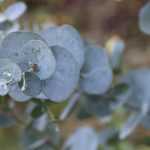 <em>Eucalyptus</em>: planting, pruning and care