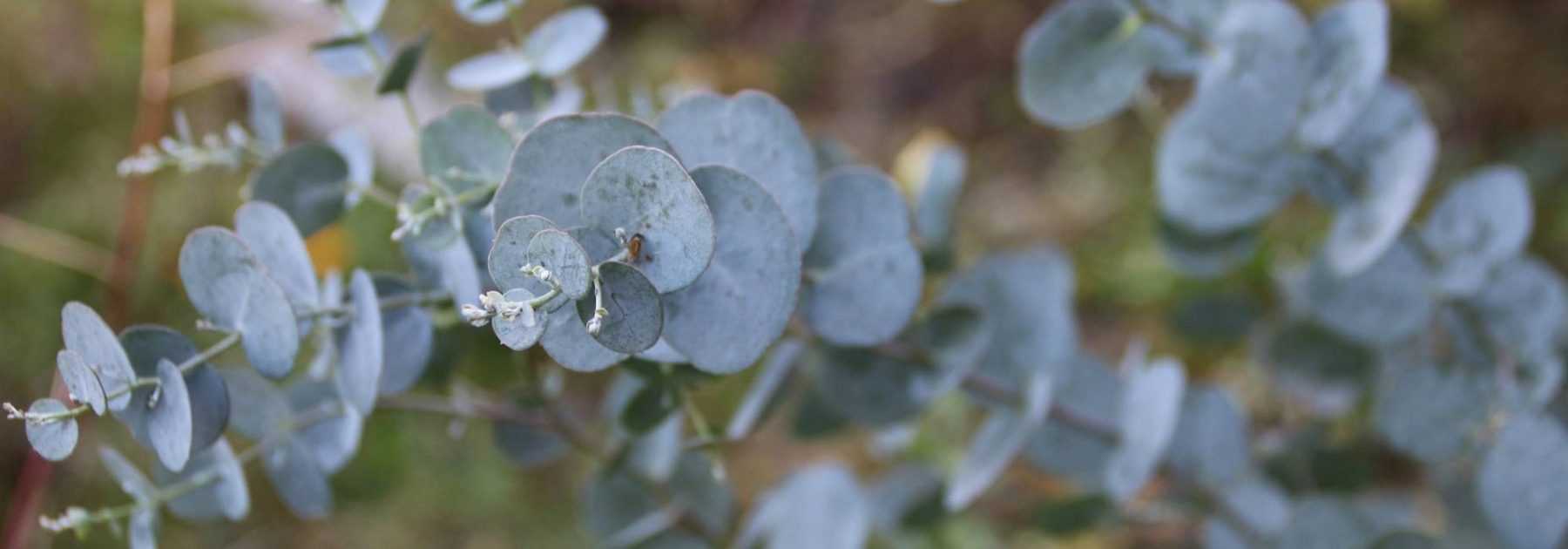 <em>Eucalyptus</em>: planting, pruning and care