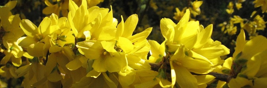Forsythia, hedge